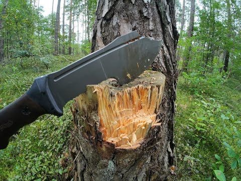 Kienspan finden / Teil I - suchen erkennen und ernten / super Zunder