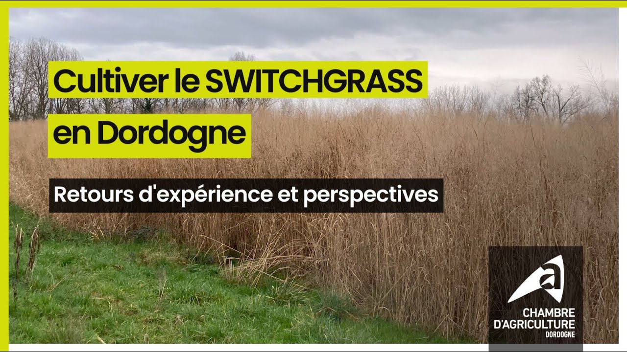 Switchgrass, comment le cultiver et l'utiliser ? Témoignages d'agriculteurs de Dordogne