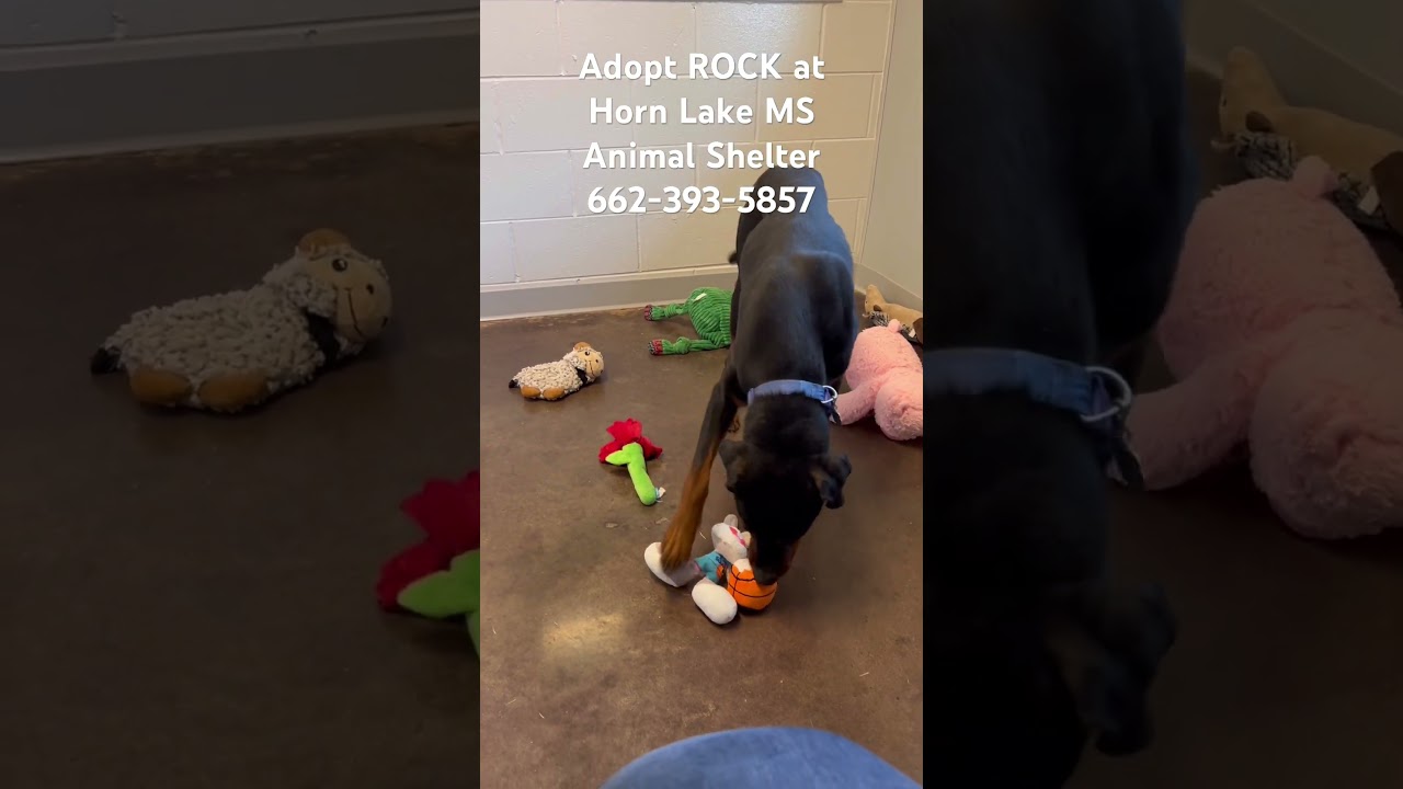 Enlarge Rock, a ADOPTABLE mixed breed in Horn Lake, MS video 4/4