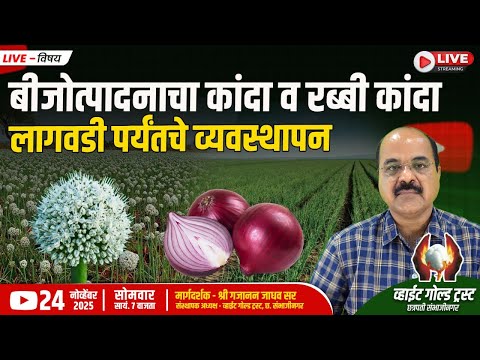 बीजोत्पादनाचा कांदा व रब्बी कांदा लागवडी पर्यंतचे व्यवस्थापन