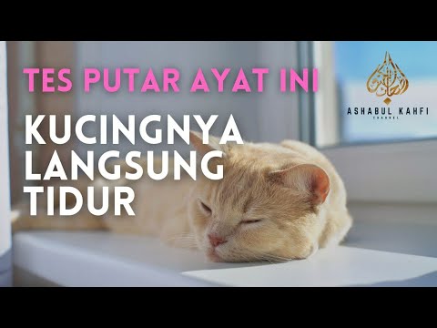 Ayat Alquran Di Baca! Kucingpun Langsung Tertidur Pulas