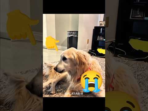 Dog With Throat Cancer Tries to Give One Last Bark 💔🐶