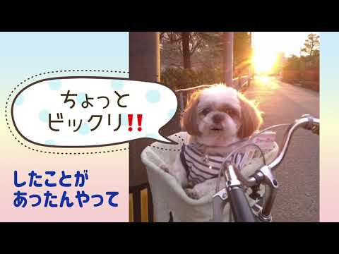 ワンワンU・x・Uお悩み相談室6️⃣3️⃣〜福井市「アトムくん」#自転車は左側通行を守って事故防止🚲