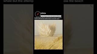 Oregon’s Whale Explosion That Made History #oregon #whale #shorts