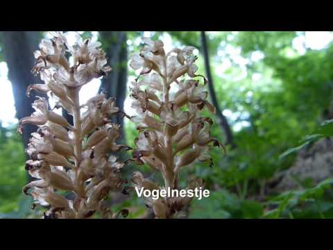 , title : 'Bijzondere orchidee soorten in Limburg'