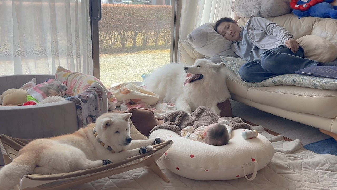まるで人間のように子育てを手伝う柴犬とサモエド