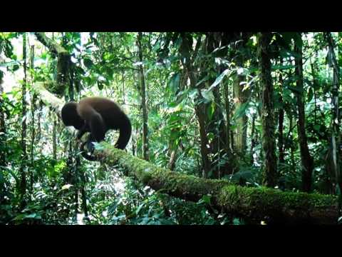 Faszination Regenwald 3D -- Südamerika (Blu-ray) (Deutscher Trailer)