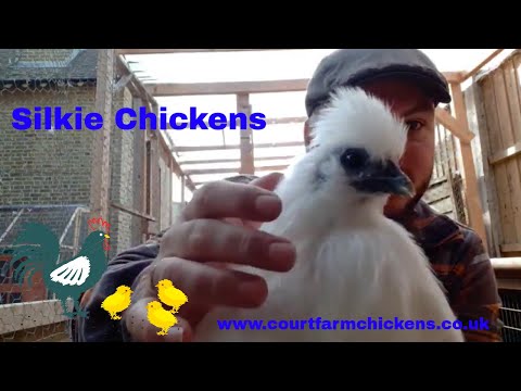 Silkie Chickens - a quick guide