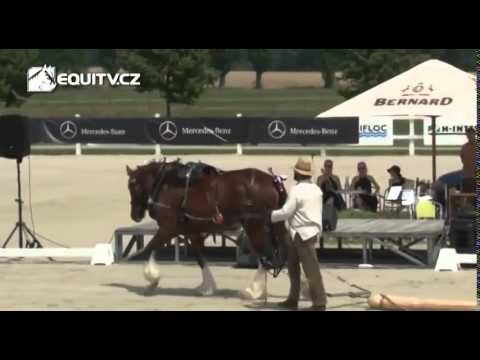 Koně pro Kapku naděje 2015