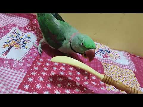 Mian mithu ki mastiyan 🦜😂mithu ki batain🦜😂, mithu's play time😍😍😁 #talkingparrot #pets#entertainment