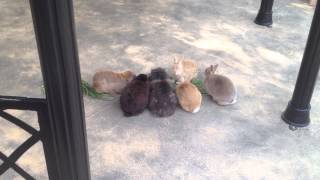 Rabbit ウサギのお食事