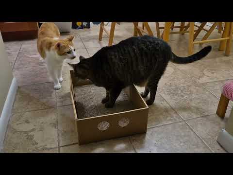 Cat Scratcher Box Review