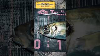 浜名湖 ギガアジ