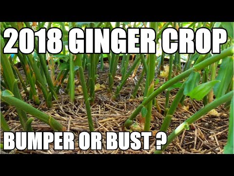 download lagu mp3 mp4 Where To Buy Ginger Not From China, download lagu Where To Buy Ginger Not From China gratis, unduh video klip Where To Buy Ginger Not From China
