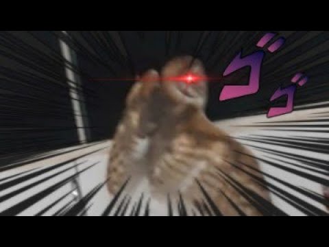 uma coruja invadiu a casa da minha vó então eu fiz isso