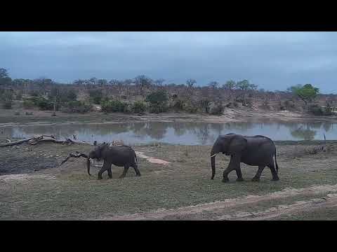 Djuma: Two Elephants - 17:11 - 10/07/21
