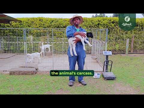 Sheep/Dorper Tail Docking Tutorial | Step-by-Step Guide by Hallmark FarmDorper Tail Docking Tutorial