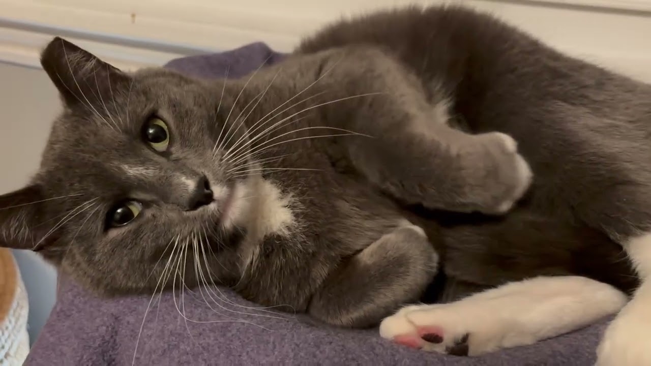 Enlarge Theo, a ADOPTABLE Domestic Short Hair in Rochester, NY video 6/6