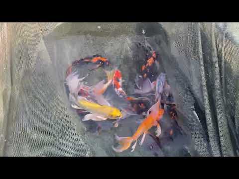 10-12" Premium Grade Butterfly Koi from Blue Ridge Koi