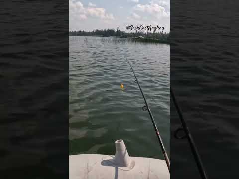 Emma Lake Topwater Strike! #fishing #topwater #pikes #saskatchewan