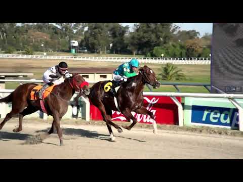210709 c08 - COLT MAGNO (BRZ) - PREFERENCIAL "PETULANTE" - HIPODROMO LAS PIEDRAS