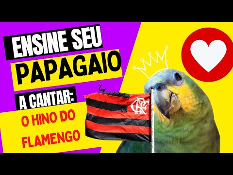 Ensine seu papagaio a cantar O HINO DO FLAMENGO
