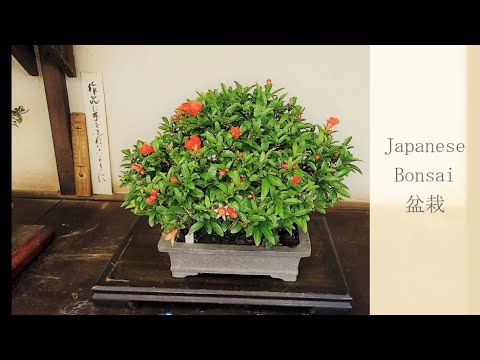 Japanese Bonsai Garden June 2020 #2  (JP)