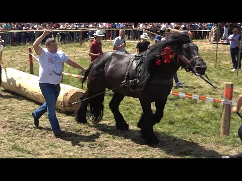 Concurs cu cai de tractiune   proba de simplu   Marisel, Cluj 17 Iulie 2021
