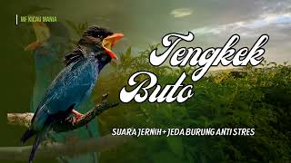 Download lagu Masteran Tengkek Buto Gacor Suara Jernih Durasi Panjang Speed Rapat || 3 Jam Nonstop mp3