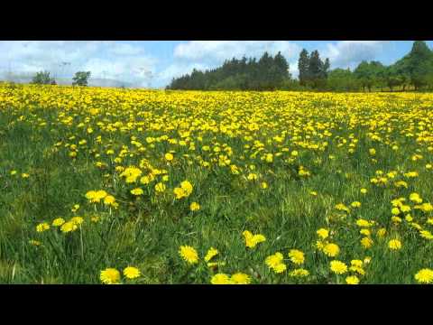 Pampelišky pro maminku