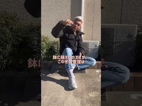 冬のベールをかぶる時期はいつ頃でしょうか？成功するにはどうすればよいでしょうか?  庭園