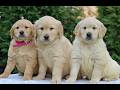 Golden Retriever dogs for sale: Rocky  - Video 1