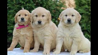 Video preview image #1 Golden Retriever Puppy For Sale in MANHEIM, PA, USA