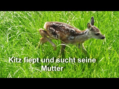 5.min ruft das Kitz am Ende gibts ein Happy End - 5.min the fa wu calls then therre'sa happy ending