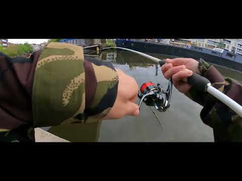 Nice perch in the city on the illex pepper akoya pearl with shimano cardiff XR (texas rig Nays RVN)