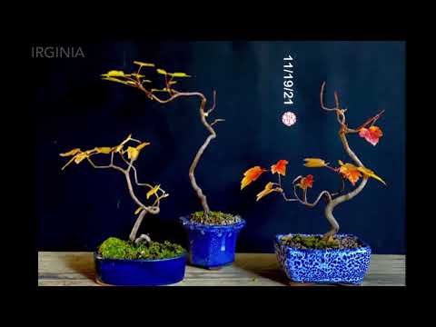 Bonsai Collection photo documentation to music 2021-22 II