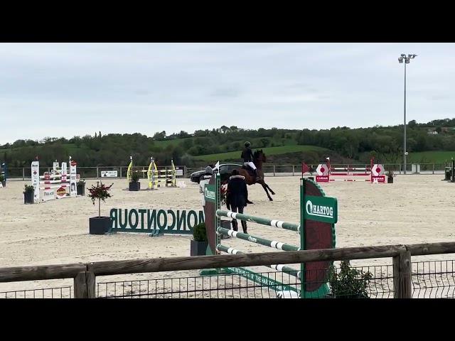 Bel hongre de 8 ans &agrave; vendre