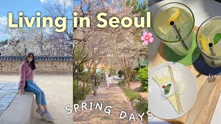 Spring days in Seoul 🌷🌱🌸 classes, last cherry blossoms on campus, royal palace with a friend