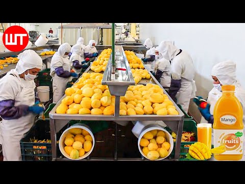 How Mango Juice Is Made In Factory | Modern Fruit Juice Making Technology | Food Factory