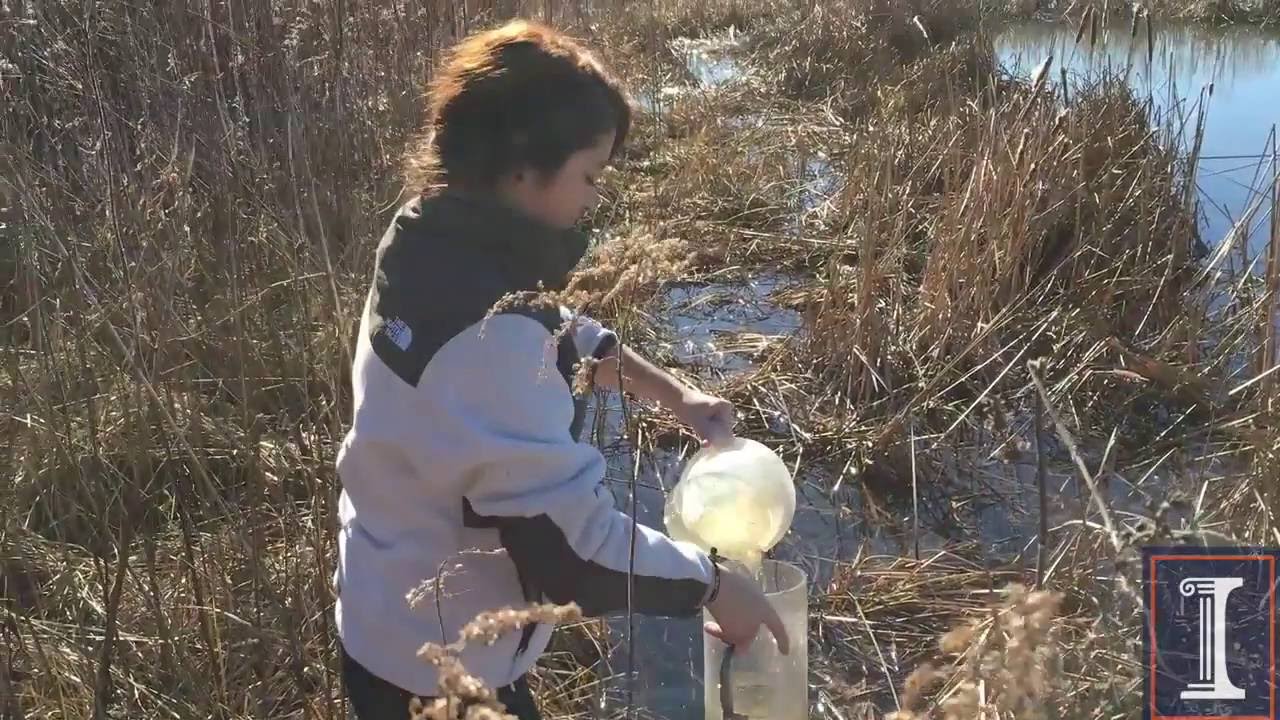 Lauren Emerson - In the Field, A Showcase of Undergraduate Research at Illinois