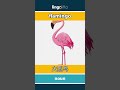 flamingo - 火烈鸟 video thumbnail