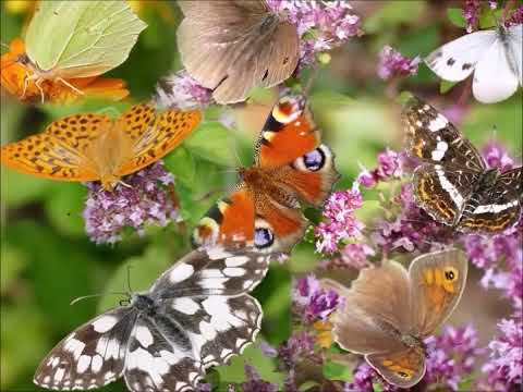 Schmetterlinge  Juli 2022