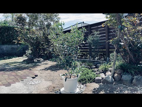 オリーブの牧草地