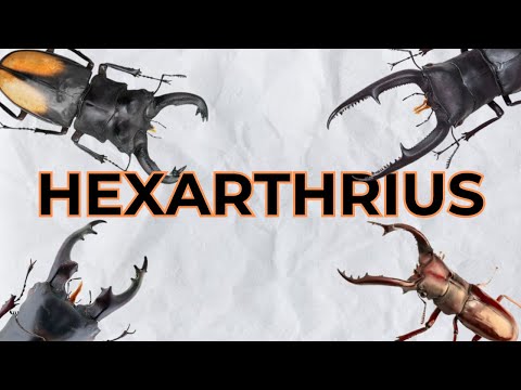 These Stag Beetles are Fierce