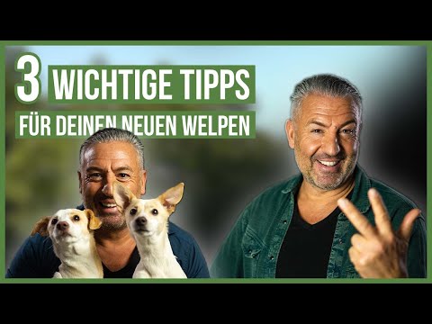 A PUPPY is moving in! ❤️ 3 tips for a harmonious start with your new dog