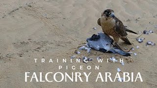 TRAINING FALCONS IN SAUDI ARABIA..