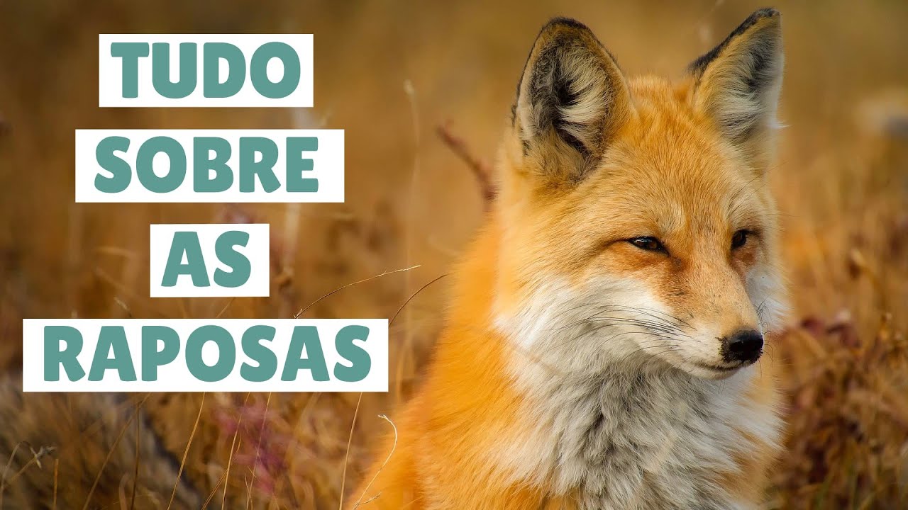 TUDO SOBRE AS RAPOSAS - características e curiosidades