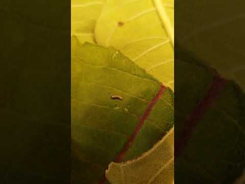 Monarch larvae