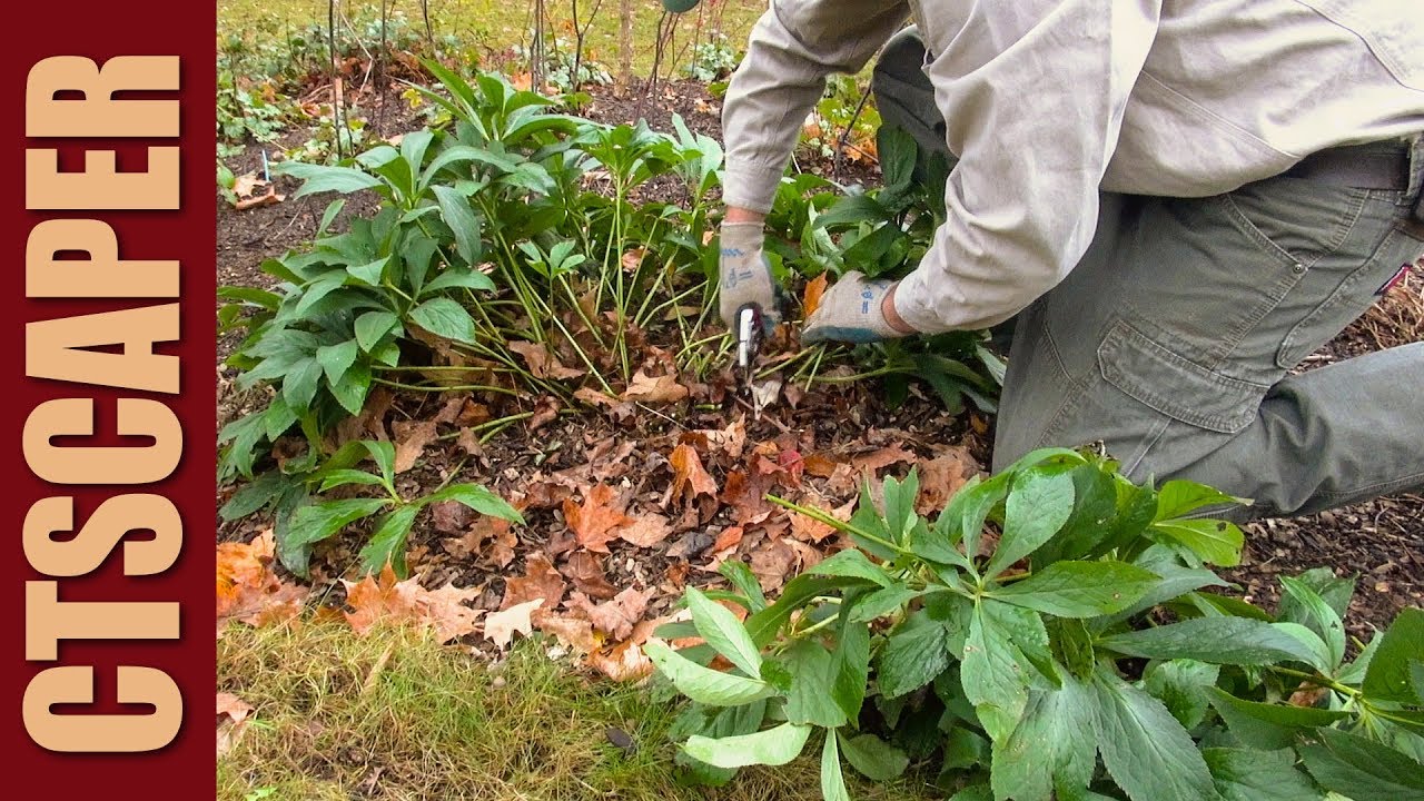 CUTTING BACK PERENNIALS IN THE FALL - YouTube
