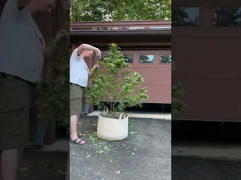 Best Way To Grow Cannabis - Haircuts Part 2 - Timelapse